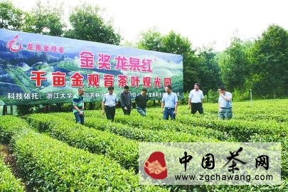 浙江省茶葉產業協會會員把脈龍泉金觀音產業