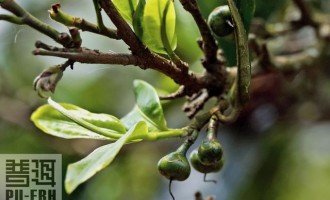 新觀茶·茶業當自律