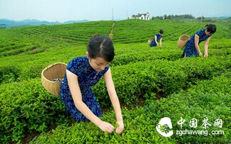 【茶葉簡訊】1.一百多年前紀念磚茶贈送普京2.米蘭世博會中國館&hellip;&hellip;