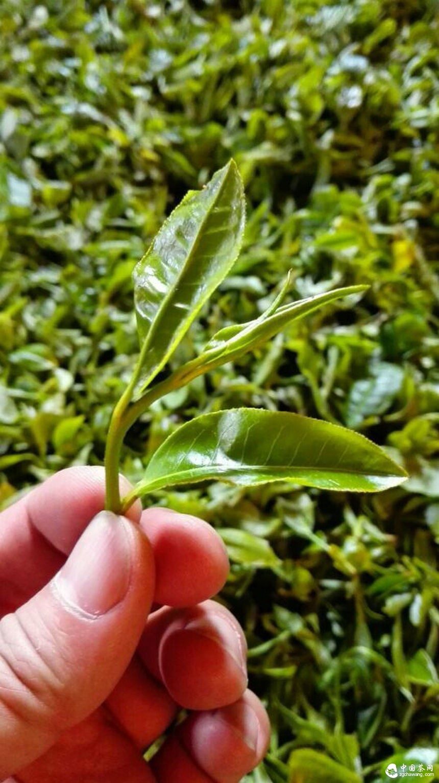 第二屆兩岸四地茶文化高峰論壇暨第十四屆中國普洱茶節舉行第一次籌備會