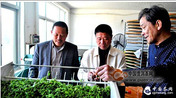 永嘉烏牛早茶喜獲豐收 專家指導茶園管理