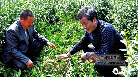 永嘉烏牛早茶喜獲豐收 專家指導茶園管理