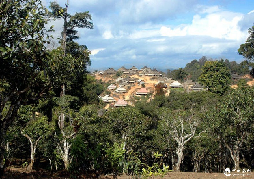 2015年普洱春茶原料報價 (僅供參考)