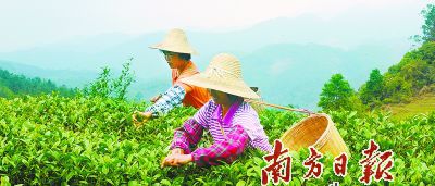 天露仙源茶場采茶女采春茶。何樹炯