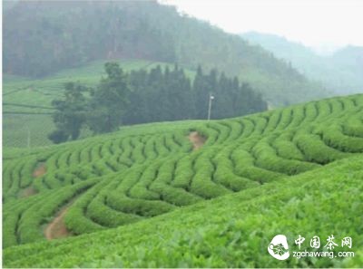 2015年，湖南茶葉來勢良好，上半年出口量穩(wěn)定增長。