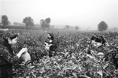 日前,安徽省馬鞍山市含山縣在清溪鎮(zhèn)含眉茶場(chǎng)舉行第三屆鄉(xiāng)村旅游季啟動(dòng)儀式暨第三屆采茶節(jié)開幕式。眾多游客前來觀看“最美茶姑”評(píng)選初賽暨茶文化主題演出,參加含眉茶博園春茶開采儀式,體驗(yàn)采茶、制茶和品茶。