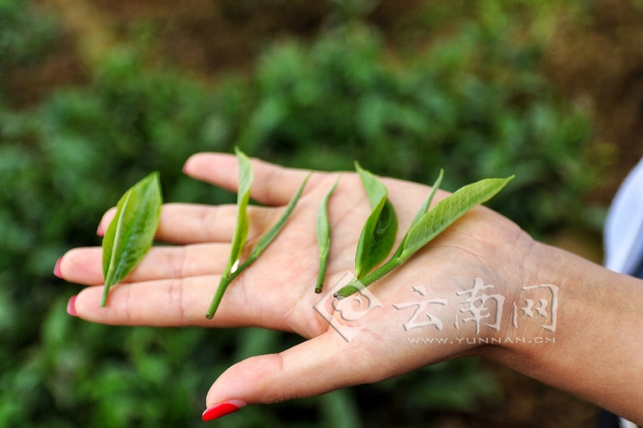 一&ldquo;葉&rdquo;致富 云南梁河茶旅結合助農增收致富