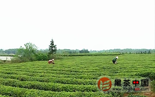 岳陽黑茶出口形勢良好