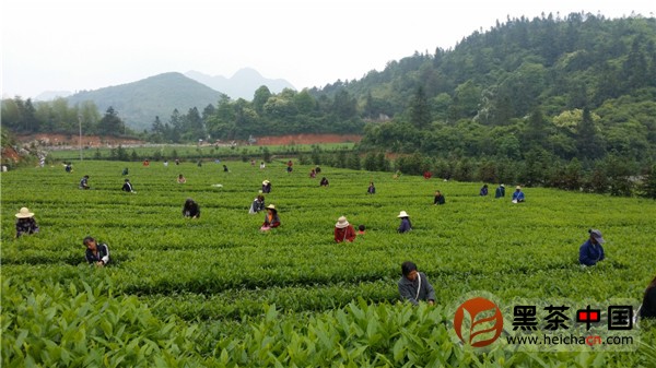 天帆黑茶安化云臺山茶園