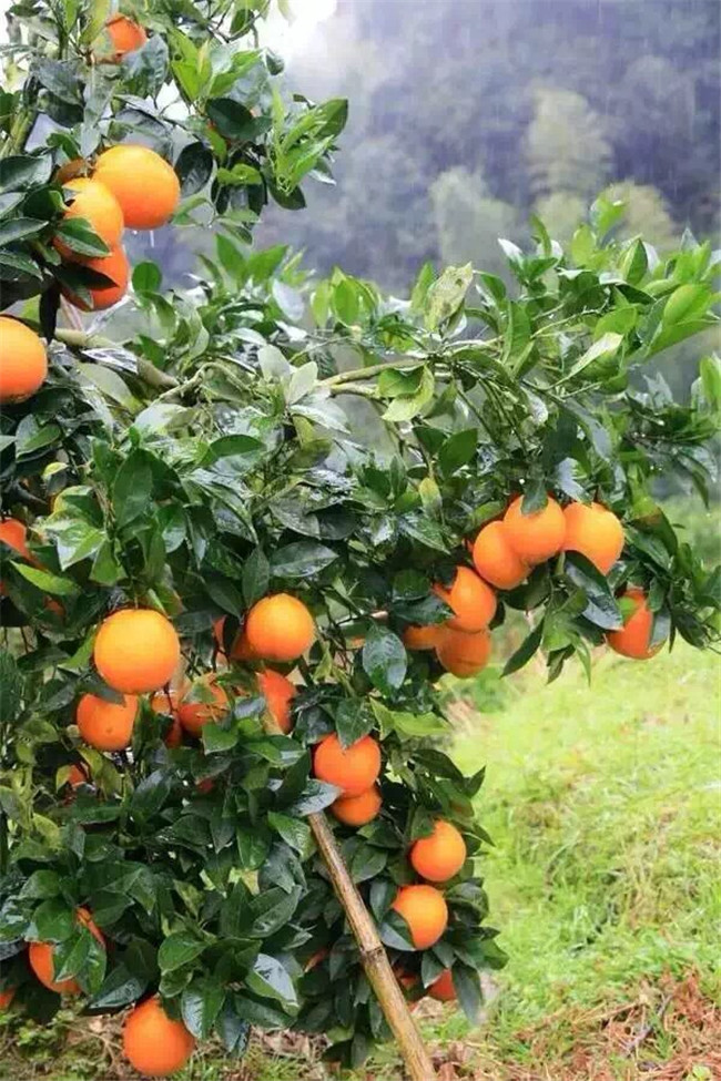 1521338336.jpg 微信圖片_20180312174307.jpg