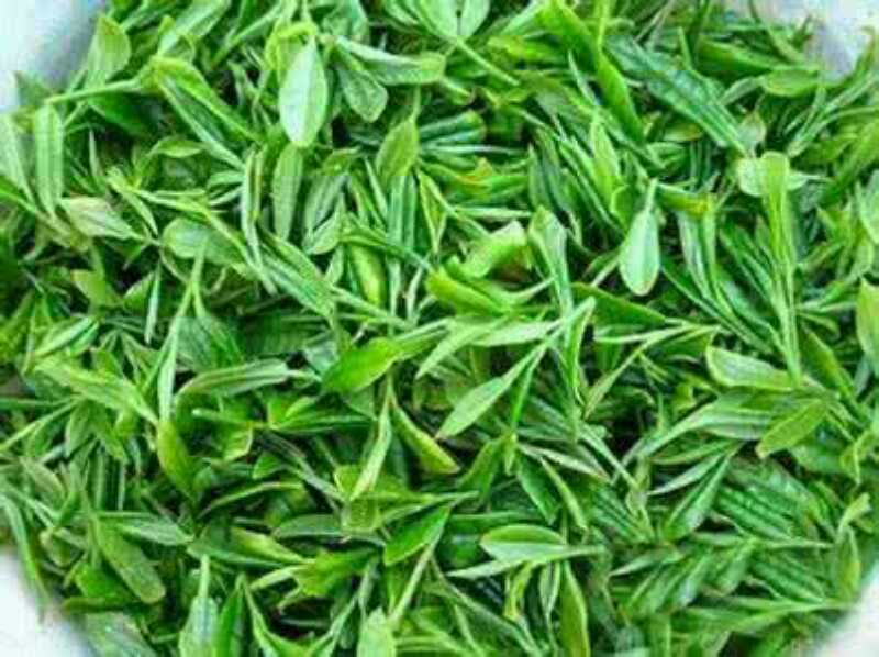 新鮮臥佛山綠茶